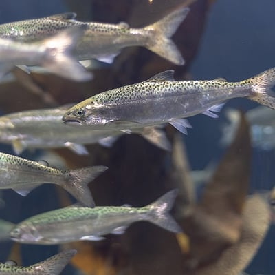 School of small fish up close