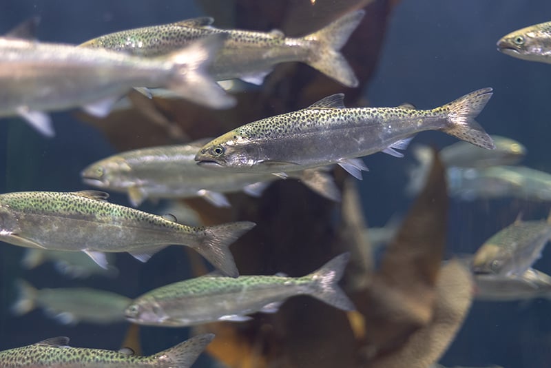 An up-close photo of a school of small fish