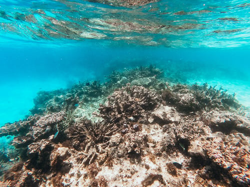Bleached coral reef Bleached coral reef