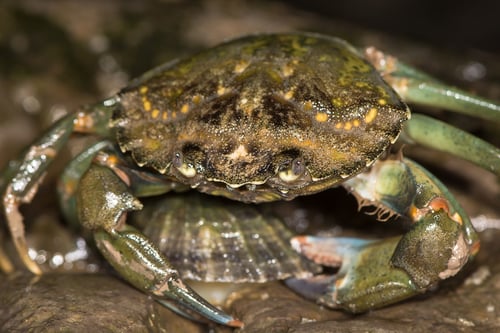 Invasive Green Crab sits on top of a shellfish Invasive Green Crab sits on top of a shellfish