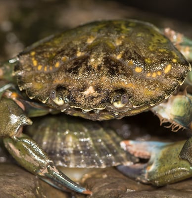 An invasive green crab up close as it closes in on a shellfish
