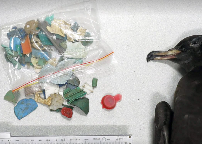 A bird lays beside a plastic bag full of microplastics