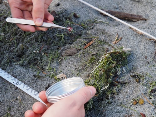 Microplastics found in the sand are picked with tweezers and added to a container for further analysis.