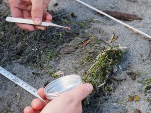 Microplastics found in the sand are picked with tweezers and added to a container for further analysis.
