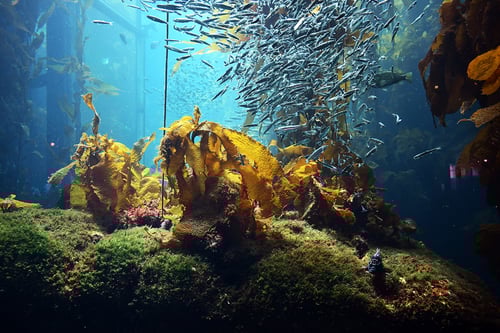 School of fish swim above kelp