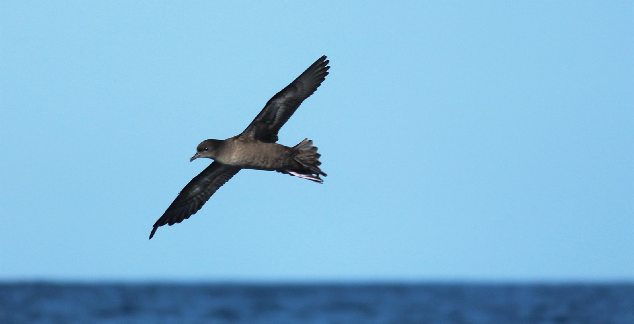 Shearwater_Tasmania_Plastics_Study-1