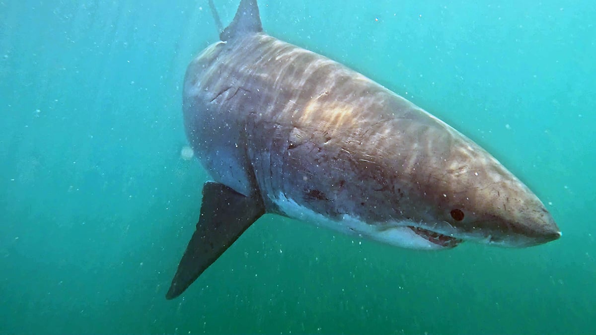 View head on of a white shark as it swims in clear turquoise water