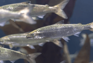 Up close image of a school of small fish