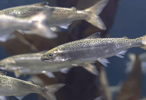 Up close image of a school of small fish
