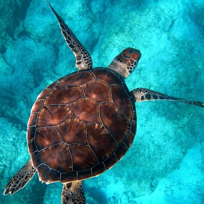 View from above but close up of a sea turtle swimming in clear tropical water