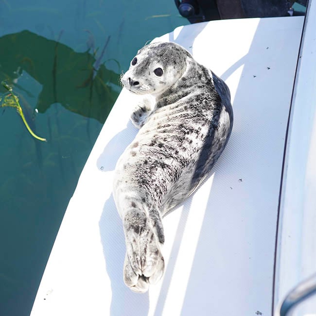 Image of a baby seal sunning on the back of boat