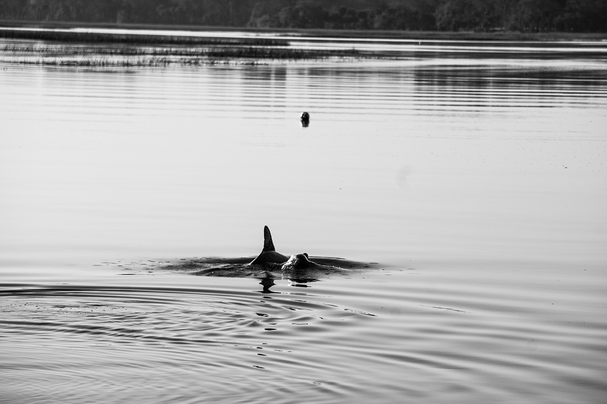 At dawn, dolphin fins appear just above the ocean surface close to shore.