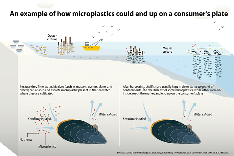 Illustrated exampled of how microplastics could end up on a consumer's plate