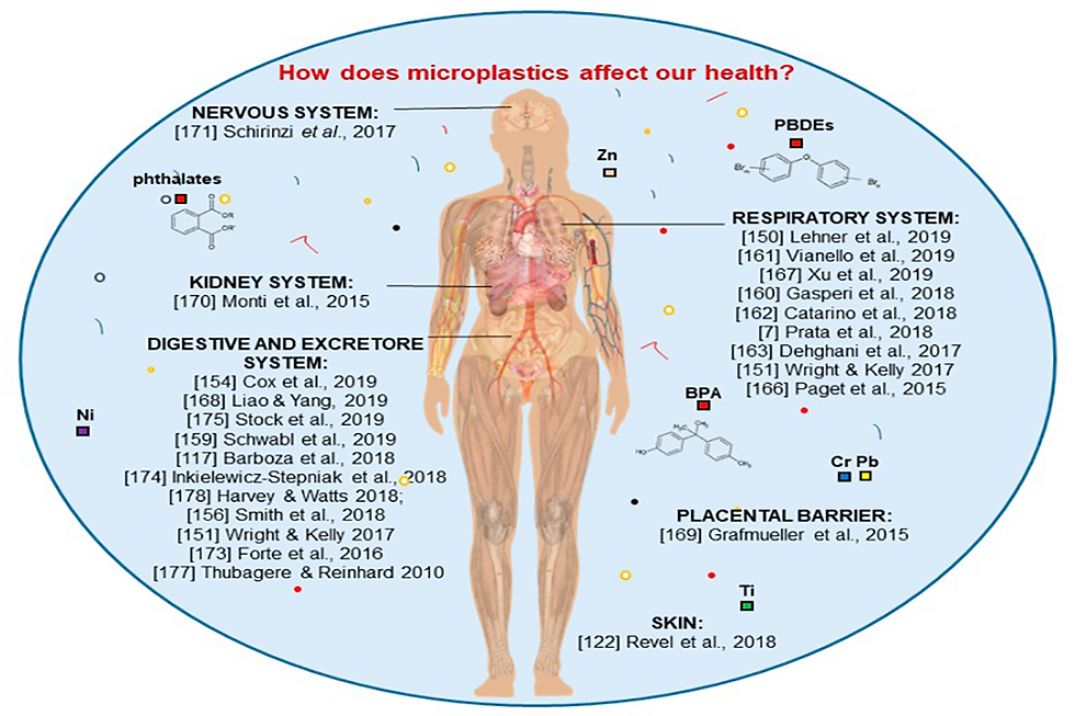 Image of how microplastics affects human health