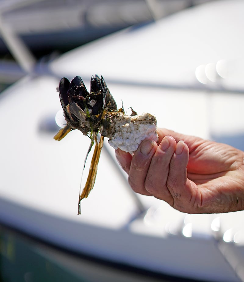 Image of a hand holding a large piece of polystyrene form that's formed around mussels