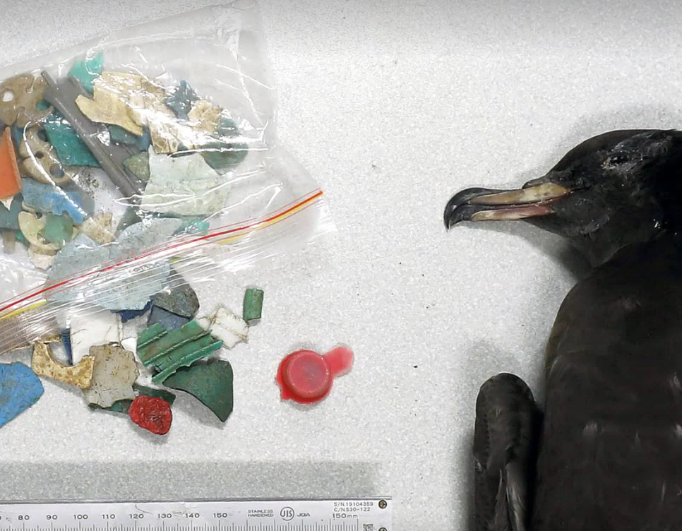 Seabird beside a pile of microplastics recovered from its stomach