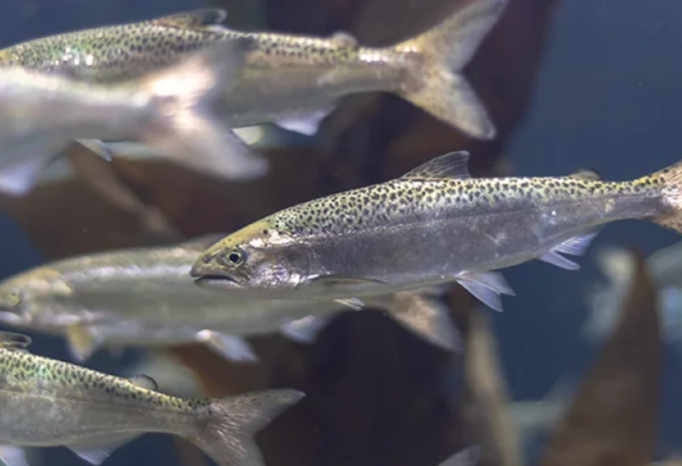 Up close image of a school of small fish
